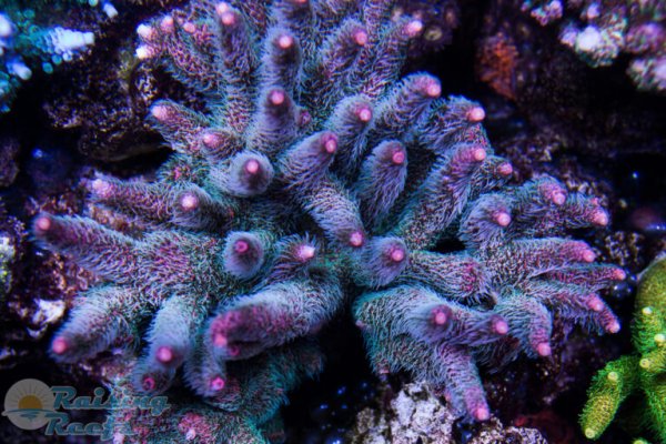 Kraken 15 at