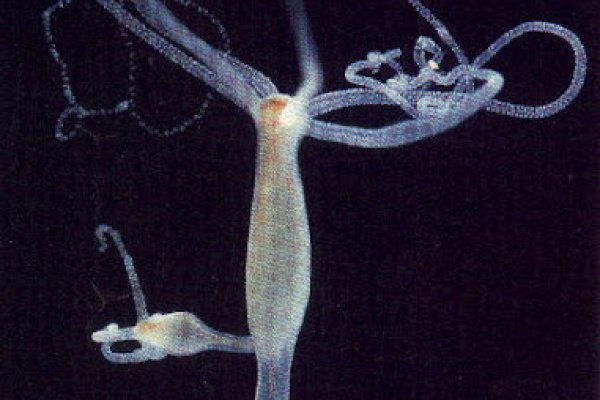 Kraken 23 at